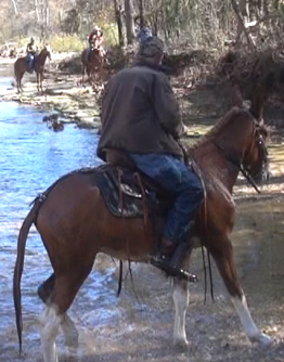 gaited mule